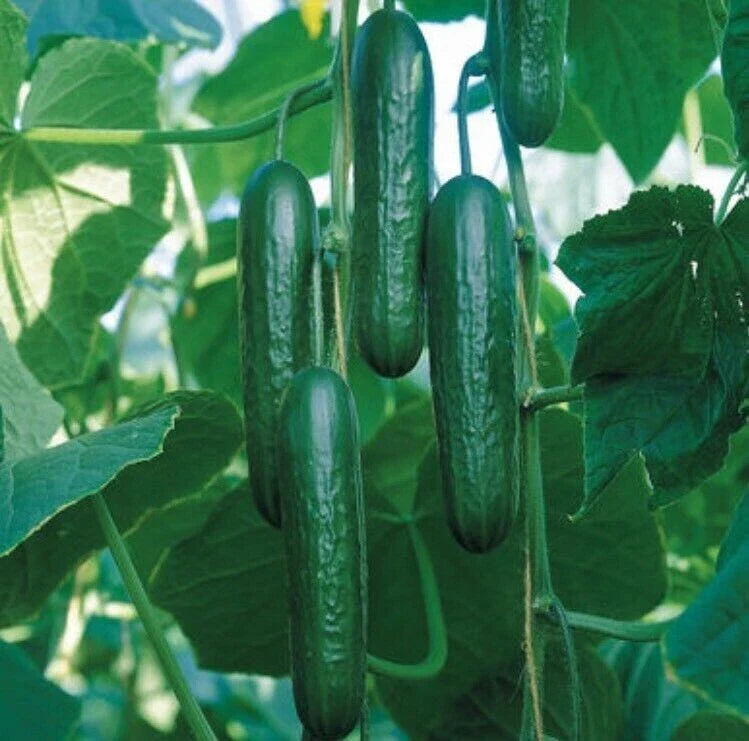 Cucumber Seeds 20PCS Organic Cucumbers Cucumis Sativus Bulk Seeds for Gardening