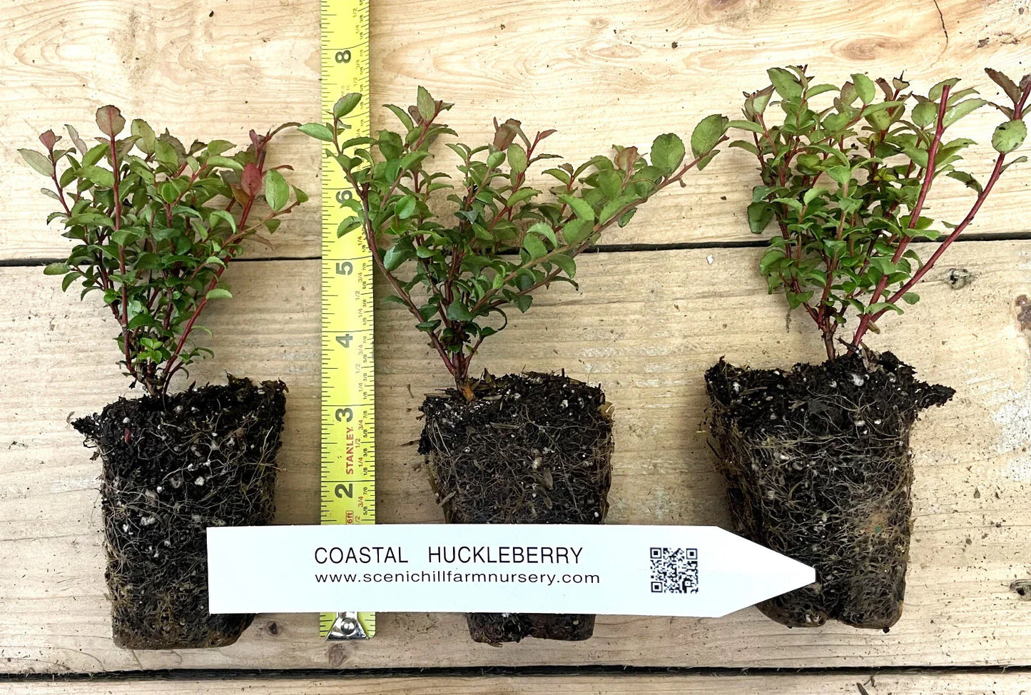 Evergreen Huckleberry Plant - 1Yr Old Vaccinium ovatum - Tasty Berries for Flower Arrangements