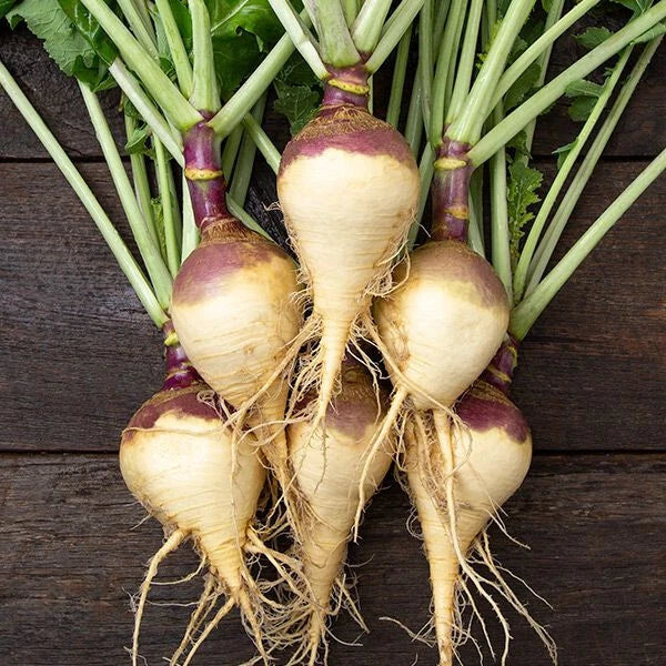 Rutabaga Seeds - 500+ Pack - Helenor Variety - Brassica napus - Ideal for Garden Planting - USA Grown