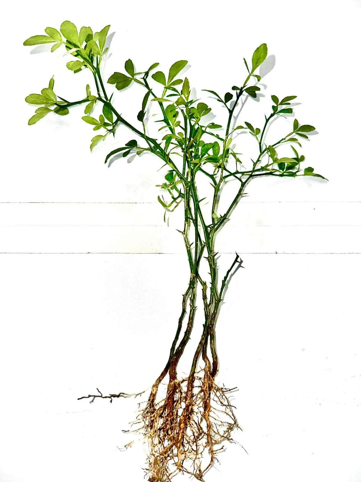 Cold Hardy Citrus Seedling 5-Pack - Bare Root LIVE Plants - Citrus Varieties - Perfect for Gardens