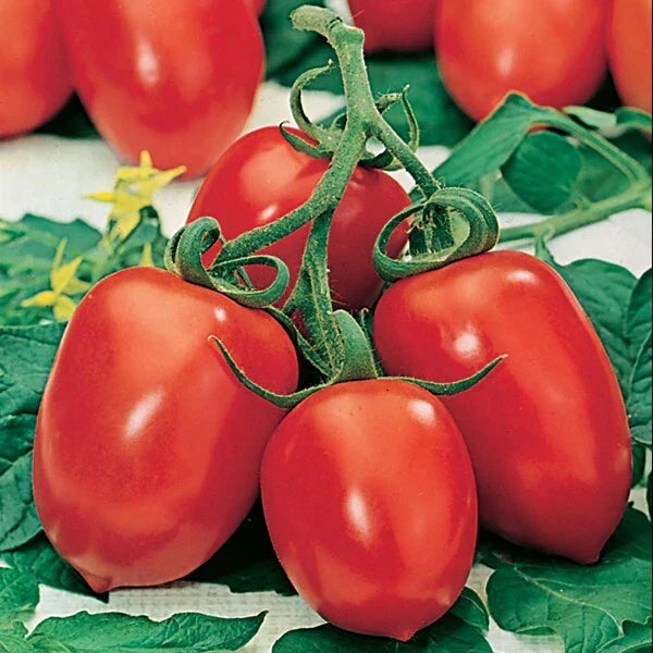 Roma Tomato Seeds - 60+ Heirloom Organic NON-GMO - Solanum lycopersicum