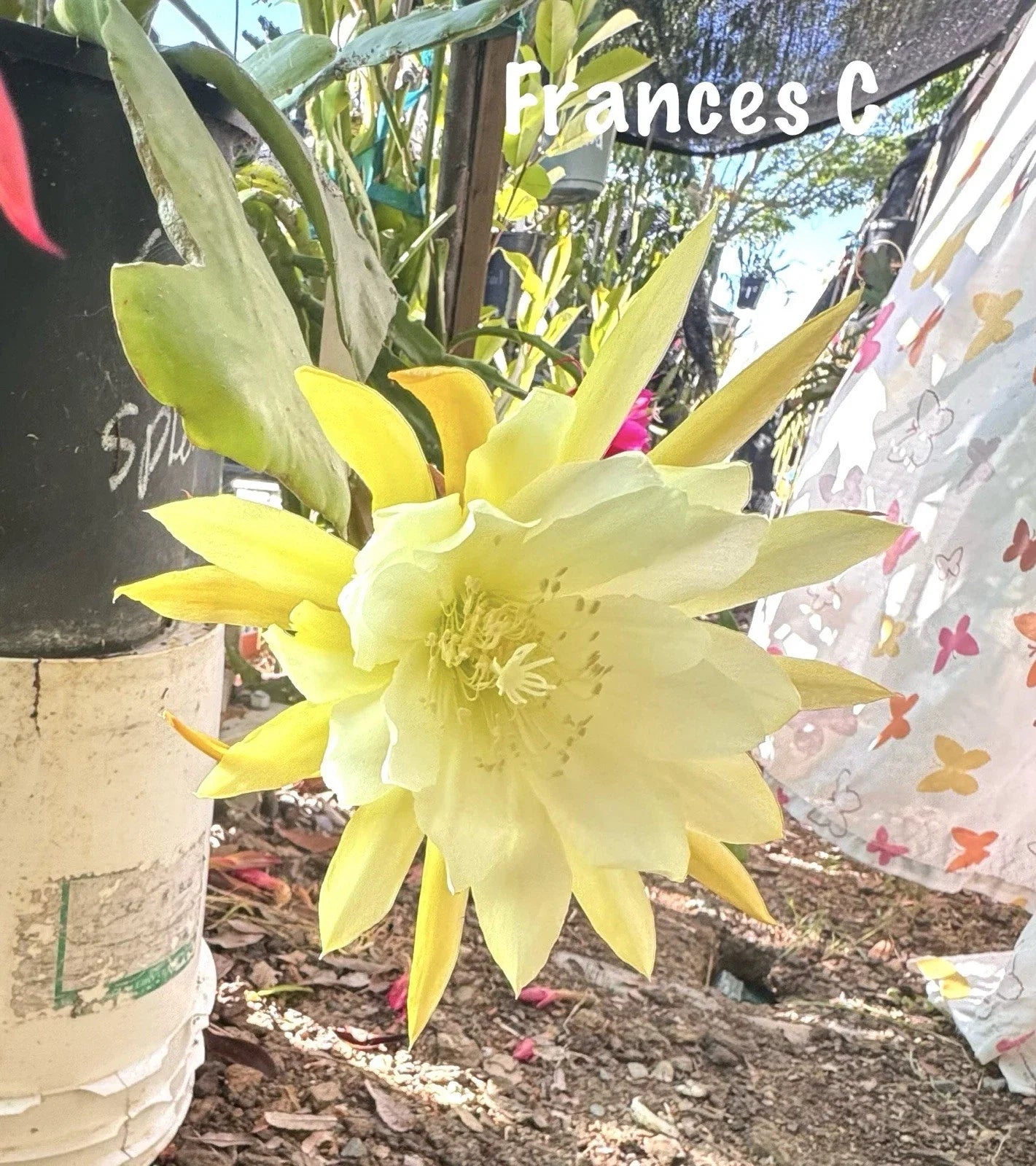 Epiphyllum Orchid Cactus Succulents - 2 Frances C Varieties - Perfect for Indoor Gardening - Unique Houseplants
