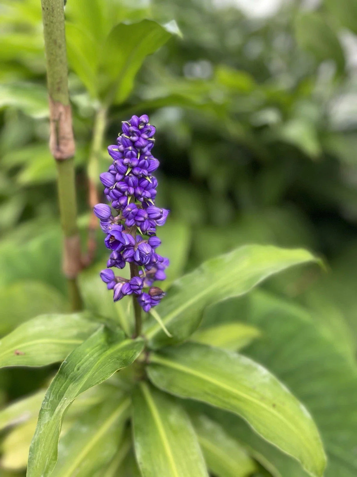 Blue Ginger Plant Cuttings - 3 Count - Dichorisandra thyrsiflora - Hawaii Grown, Tropical Indoor Plants for Gardens and Decor