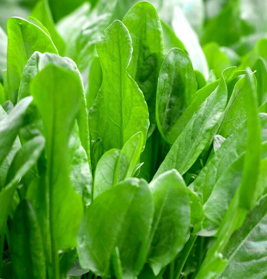 Large Leaf Sorrel Seeds | Roselle Sour Asian Jamaican Rau Chua Herb Seed | 2025