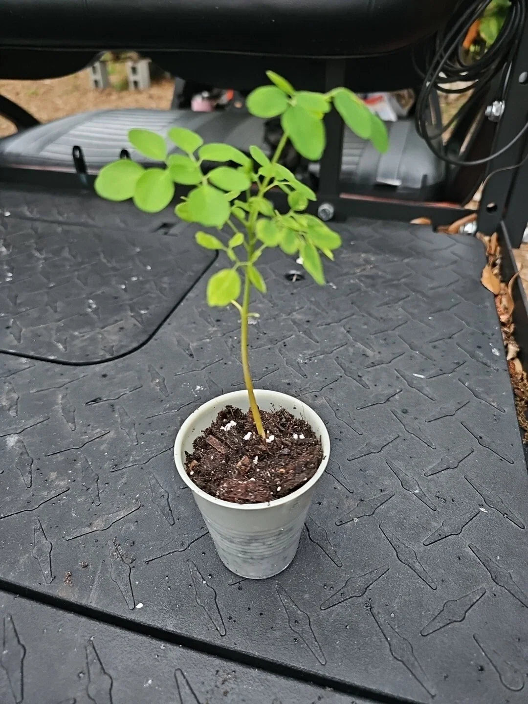 Moringa Rooted Live Plant 8" - Tree of Life Food Forest - Ideal for Home Garden - Moringa oleifera