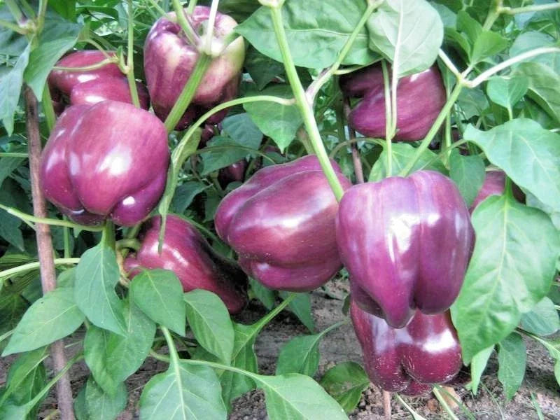 Purple Beauty Bell Pepper Seeds - Organic Vegetable for Garden or Container - Capsicum annuum - 101+ Seeds