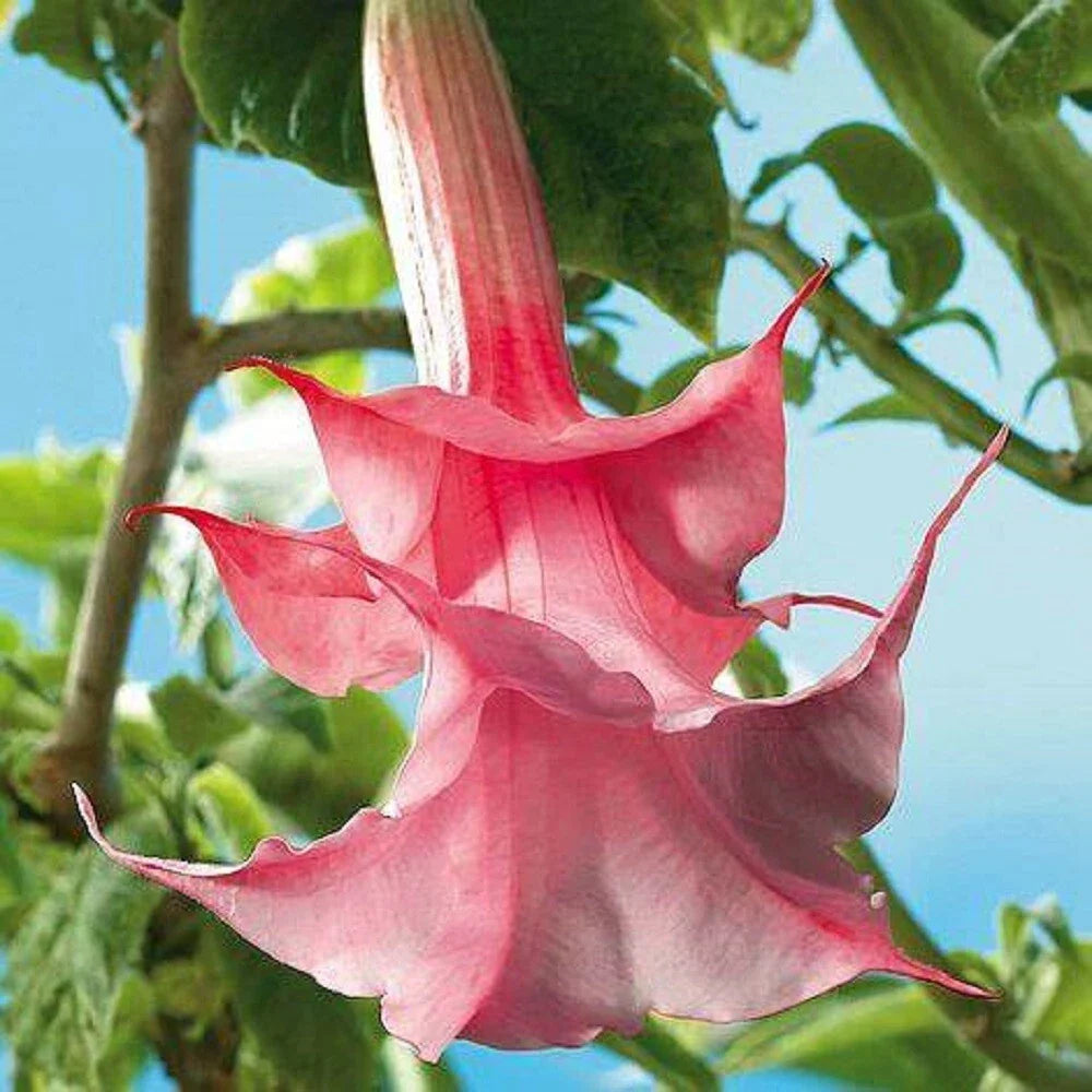 Double Pink Rose Angel Trumpet Seeds - Brugmansia Datura - 10 Pack - USA Grown