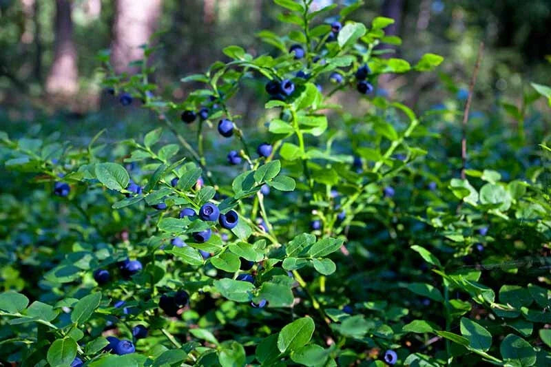 Lowbush Blueberry Seeds - 30 Count - Organic, American Grown, Vaccinium angustifolium - Ships from Iowa