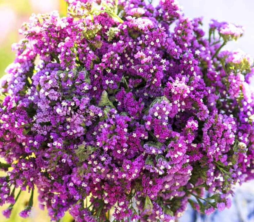 Statice Cut Flower Seeds - TWILIGHT Purple Dried Arrangement - Non-GMO - 100 Seeds - Limonium sinuatum