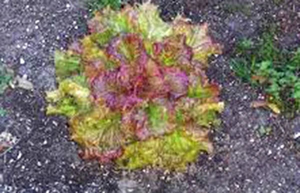 Lettuce Seeds - 500 Count - Leaf Lettuce Prizehead - Heirloom Non-GMO - Organic Vegetable Seeds