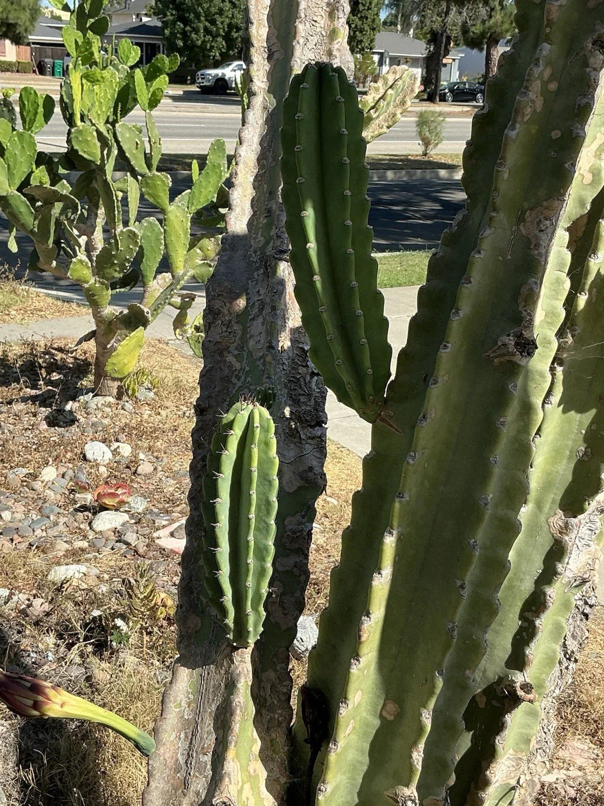 Lot of 2 Peruvian Apple Cereus Cactus Cuttings, 14" & 11" Tall, No Roots - Cereus repandus