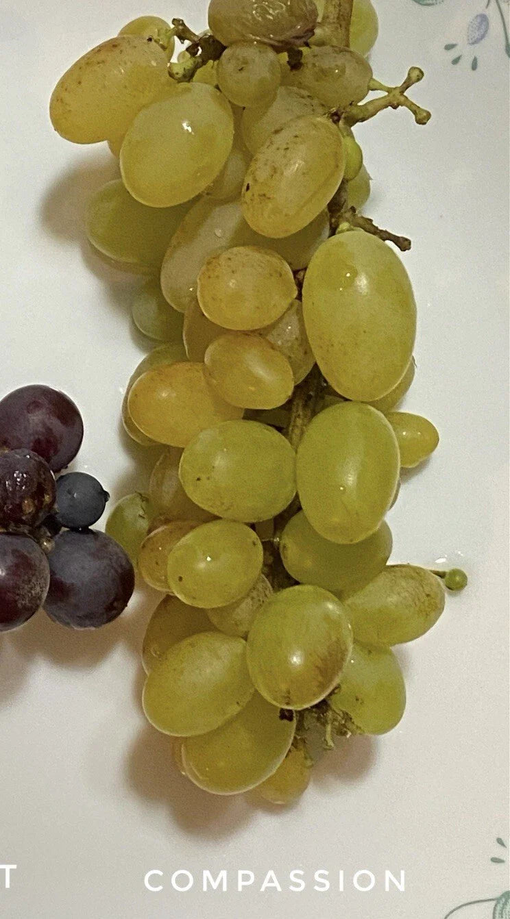 Compassion Grape Cuttings - 4 Healthy Cuttings with 2-3 Nodes for Grafting or Rooting - Vitis vinifera