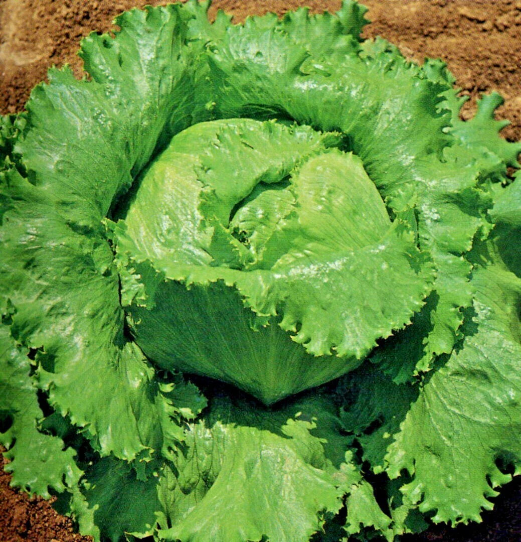 Great Lakes Batavian Head Lettuce Seeds - 600+ Organic Seeds for Spring & Fall Garden, Perfect for Containers - Lactuca sativa