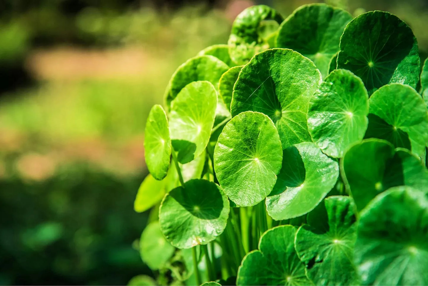 Gotu Kola Seeds for Planting, 50 Seeds, Centella asiatica, Pennywort, Herbal Medicinal Plant, Easy to Grow