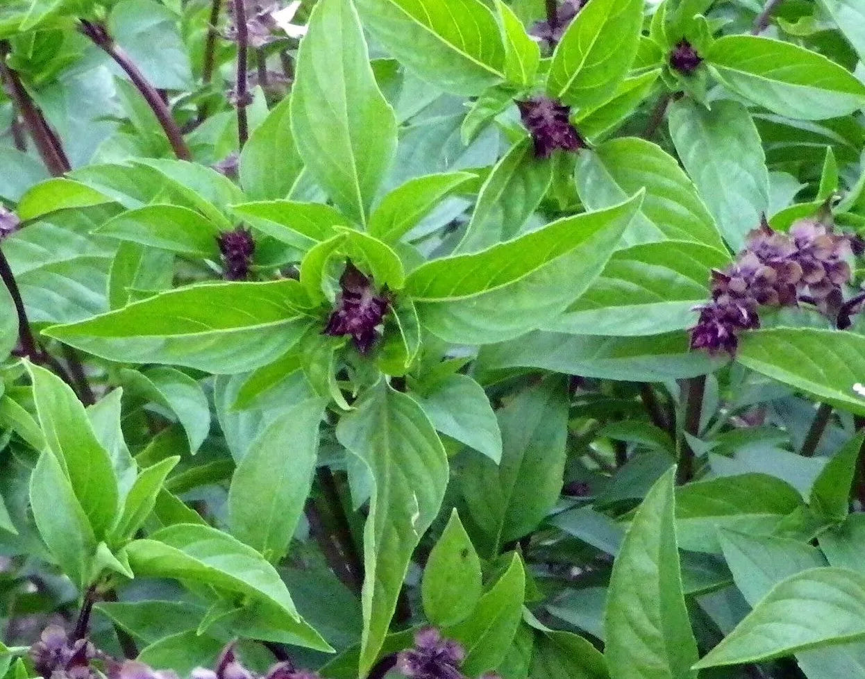 Cinnamon Basil Seeds 300+ Pack - Mexican Herb for Cooking & Culinary Use - Ocimum basilicum 'Cinnamon'