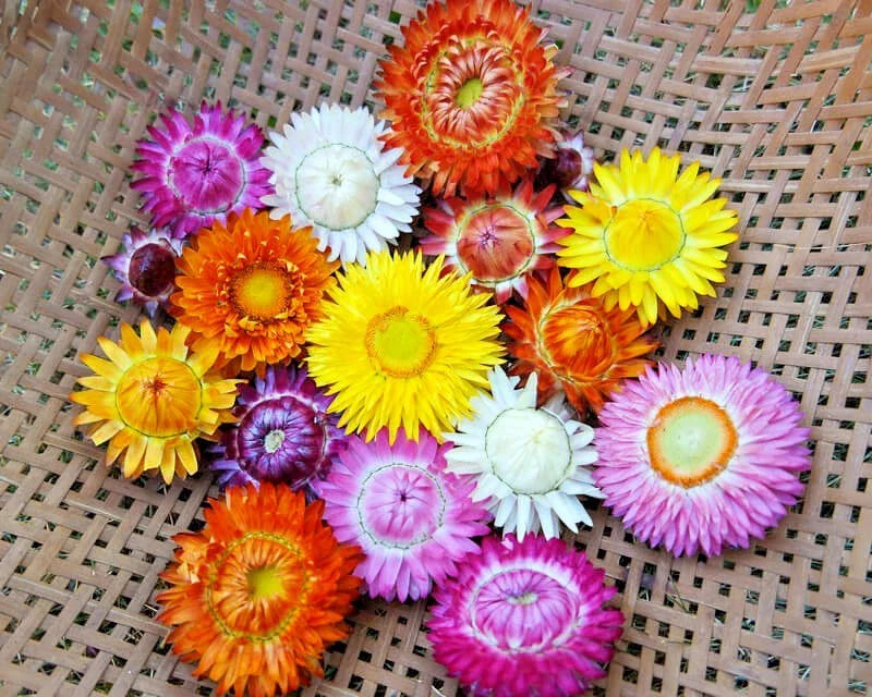 Dwarf Strawflower Mix Seeds | 401+ Wildflower Seed Pack for Garden & Container | Helichrysum bracteatum