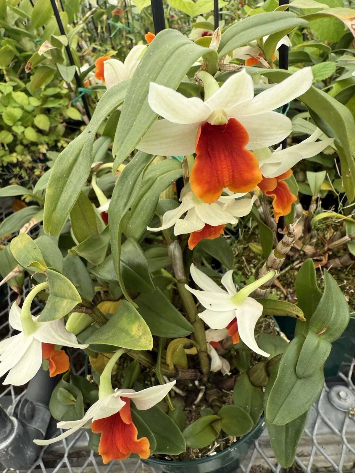 Dendrobium Orchid Plants - 3 Short Stem Divisions - No Pot - Tropical Flowering Houseplant