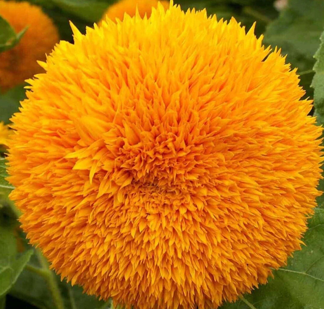 Dwarf Sungold Sunflower Seeds 50+ Teddy Bear Annual Flower Garden Helianthus annuus