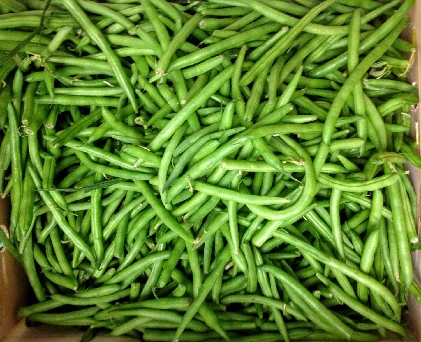 Kentucky Wonder Bush Green Bean Seeds - Fresh Seeds for Home Garden - Phaseolus vulgaris - Non-GMO, Heirloom Variety