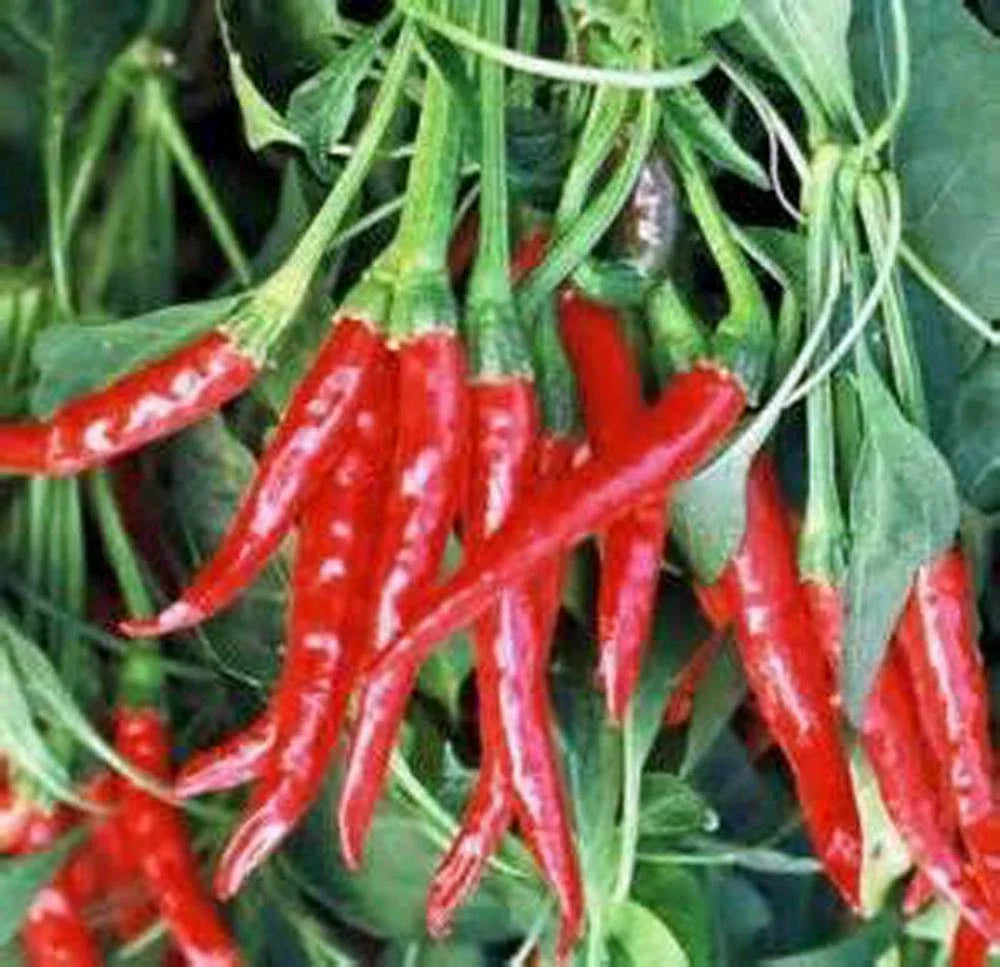 Thai Hot Pepper Seeds - Heirloom Non-GMO - 100+ Seeds - Capsicum annuum