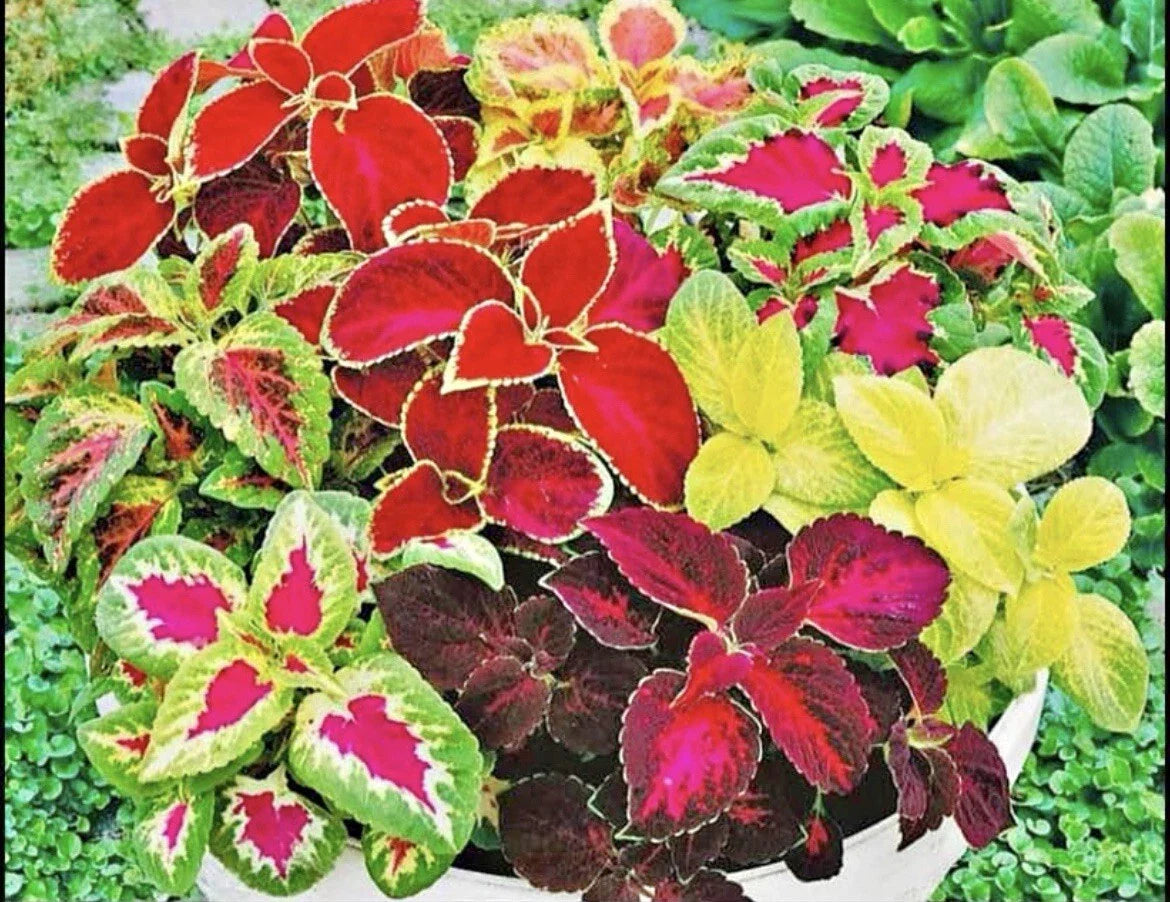 Coleus Seeds - 200 Count Rainbow Mix - Colorful Foliage - Coleus Blumei