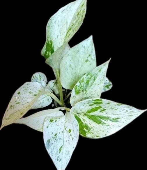 True Snow Queen Pothos Plant - 4-inch Pot - Variegated White Leaves - Epipremnum aureum