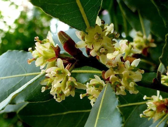 Laurus Nobilis Bay Leaf Laurel Tree Seeds - Rare Tropical Variety, Shipped with Tracking