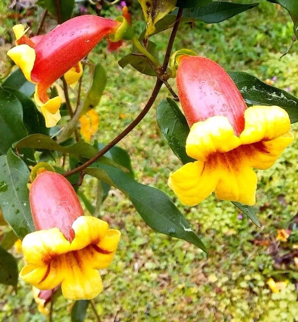 Live Plants - Tangerine Beauty Cross Vine - Bignonia Capreolata - Yellow Orange Flower