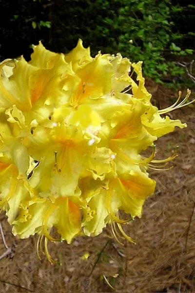 Aromi Azalea Starter Plant, Lemonade Variety, Deciduous Rhododendron