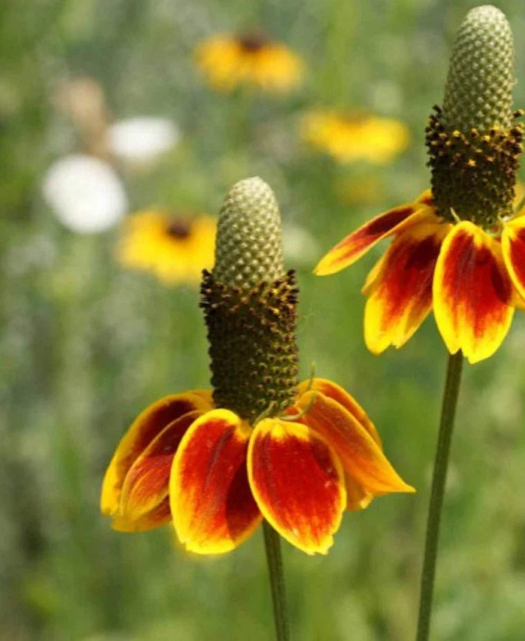Mexican Hat Flower Seeds - 1000 Count - Native, Drought Tolerant, Deer Resistant (Ratibida columnifera)
