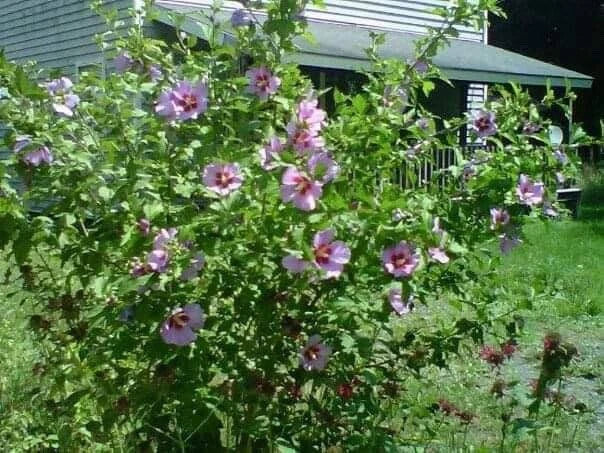 Rose of Sharon Hibiscus Live Plant Starter Bush 10 Pack - Organic, Rooted - Hibiscus syriacus