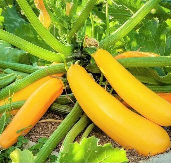 Golden Zucchini Seeds | Heirloom Yellow Summer Squash | Courgette Kousa | Non-GMO Gardening Seeds for 2025