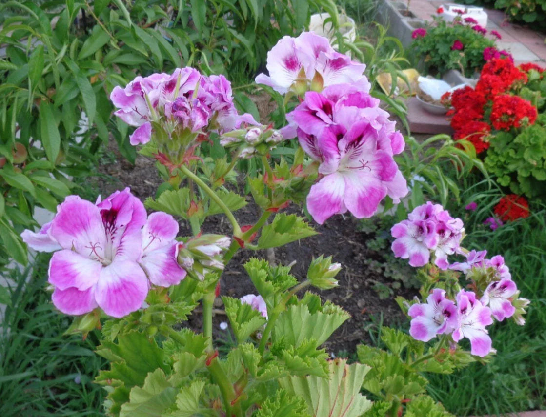 Pelargonium Cuttings 2 x 6" Stunning Purple & White Fancy Regal Geranium