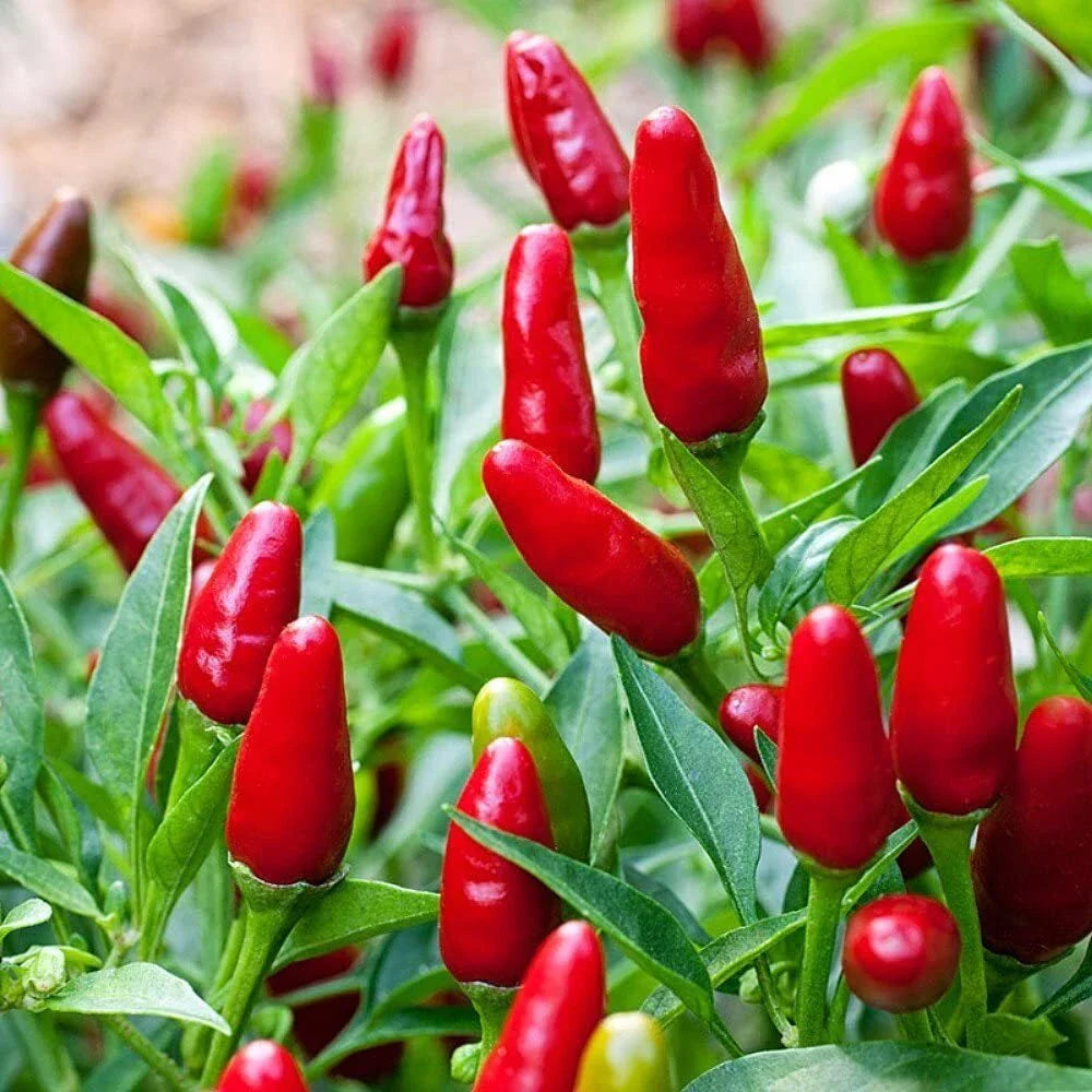 Pequin Chili Pepper Seeds - Compact Spicy Variety - Piquin Bird Pepper - Capsicum annuum - FREE SHIP
