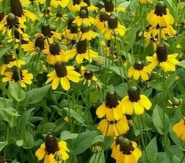 Clasping Coneflower Seeds 1000+ Annual Wildflower Rudbeckia for Bees, Non-GMO, Pollinator-Friendly Gardening