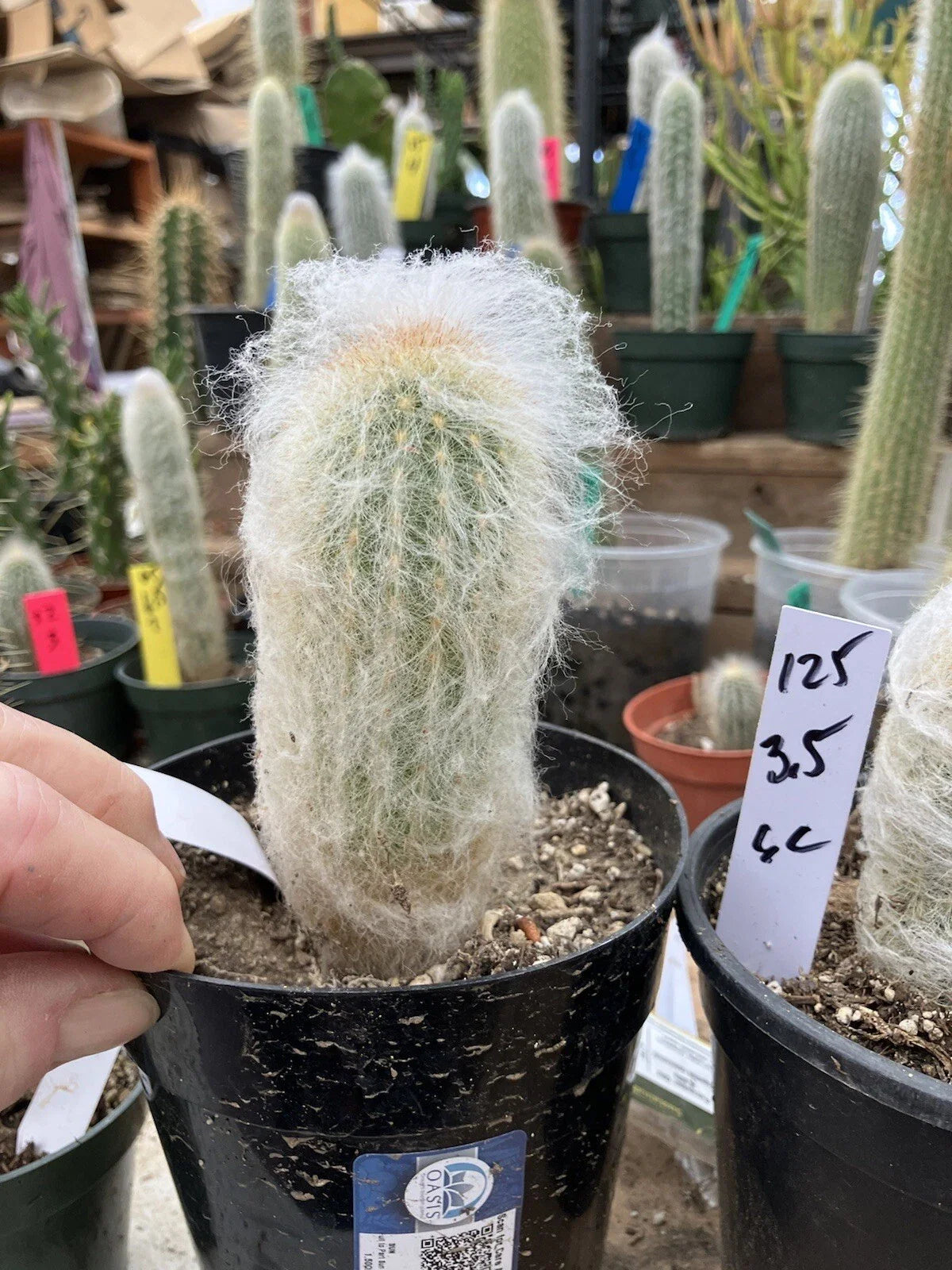 Espostoa lanata Plant | 3.5" Old Man of the Mountain Cactus | Unique Desert Succulent #125W