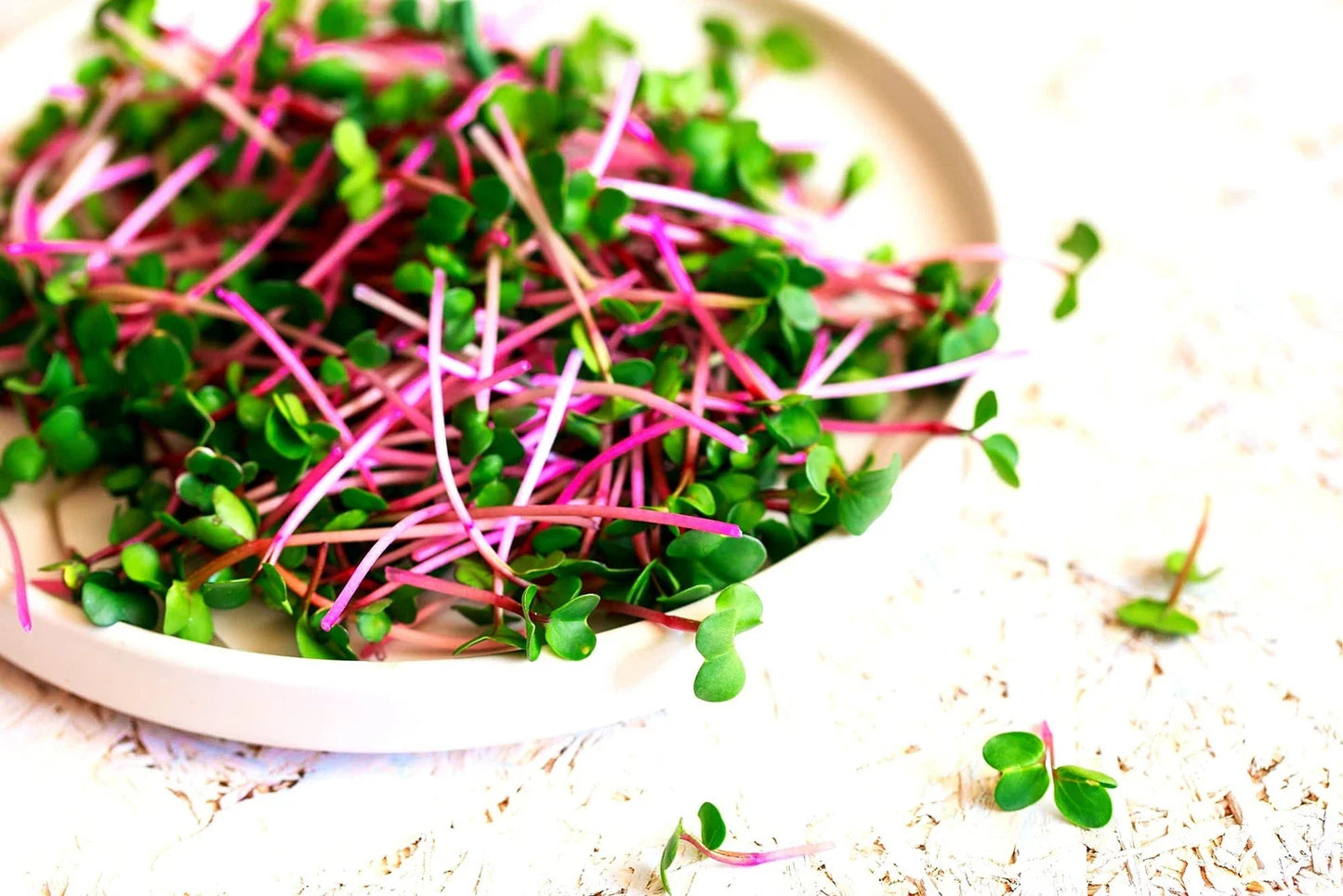 Radish Sprouts Seeds - 250 Seeds - Easy Fast Growing Microgreens - Raphanus sativus