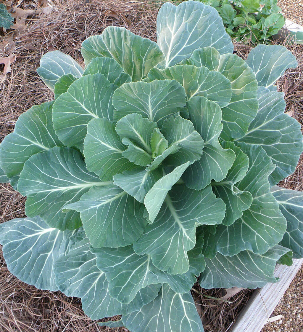 Collard Seeds - Georgia Collard Variety - Fresh Non-GMO Seeds for Planting - Brassica oleracea