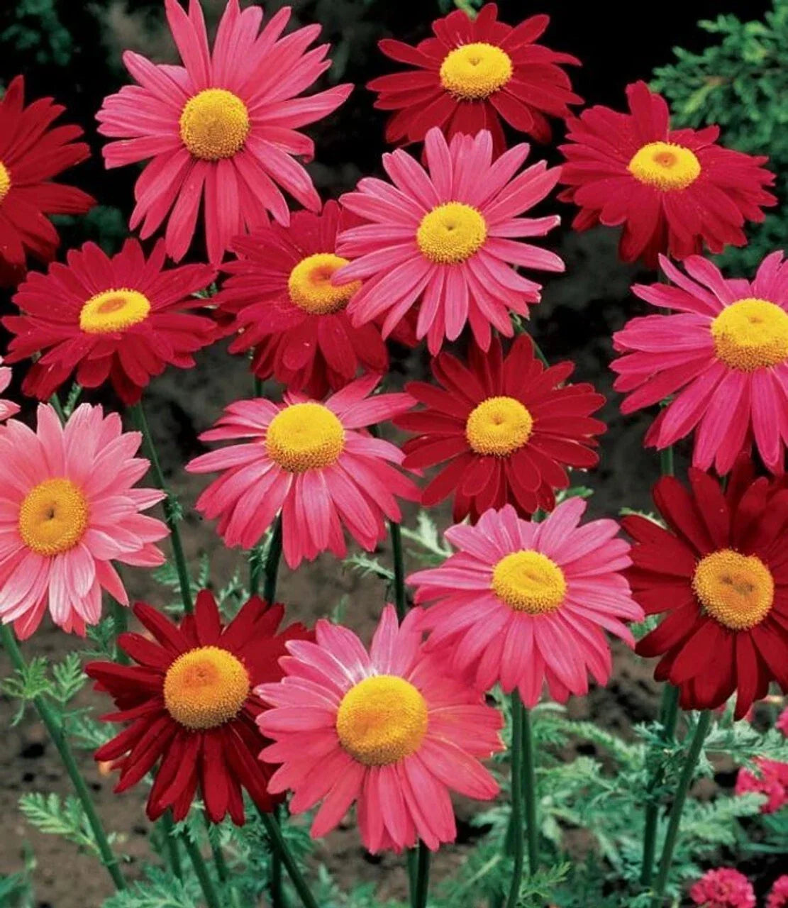 Robinsons Giant Mix Painted Daisy Seeds - 200+ Count - Colorful Garden Flowers - Leucanthemum x superbum