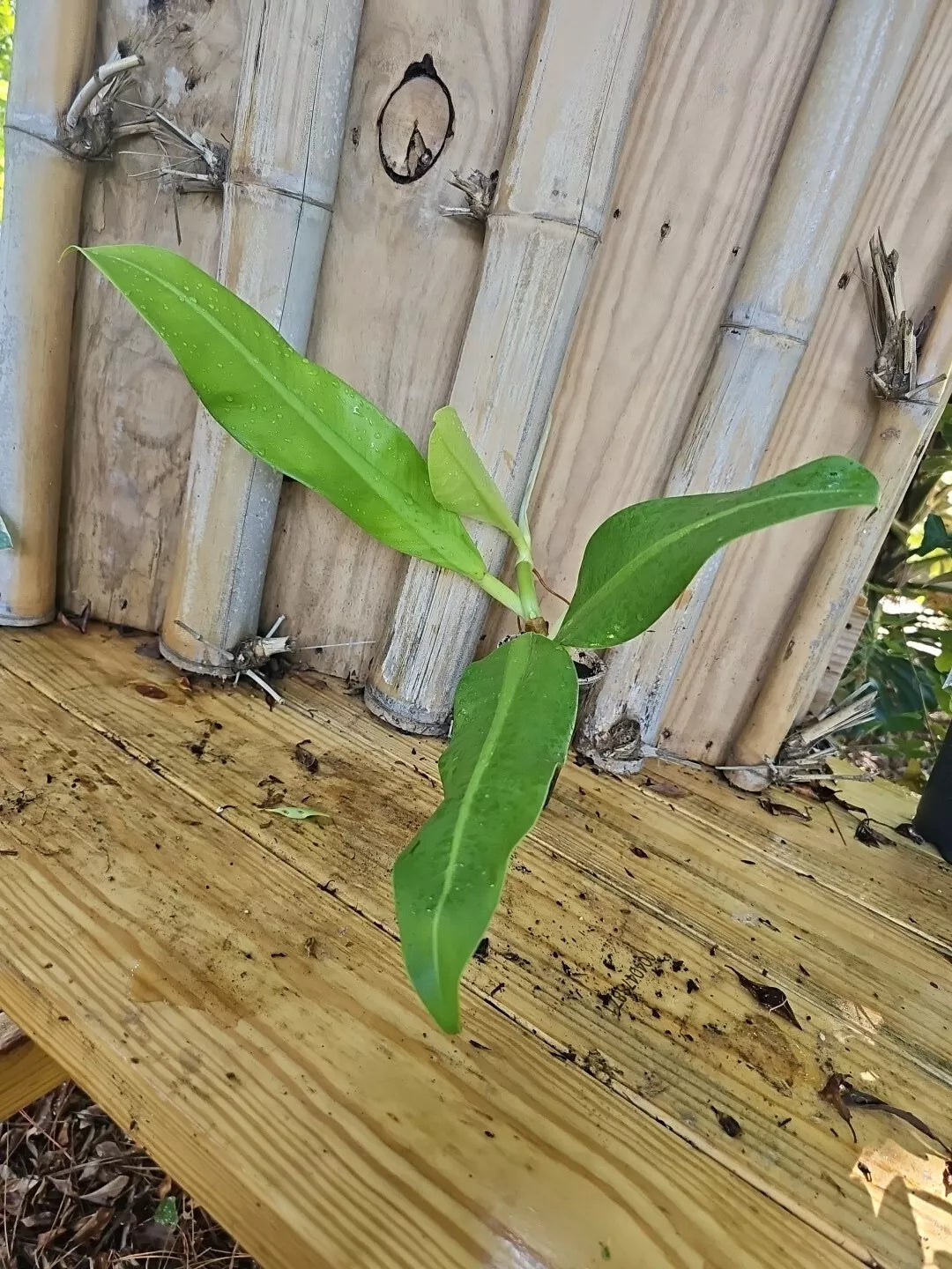 Mature Philodendron Crassinervium Plant Crawler 3" Pot Rooted Top Cutting, Tropical Indoor Houseplant, Green Foliage