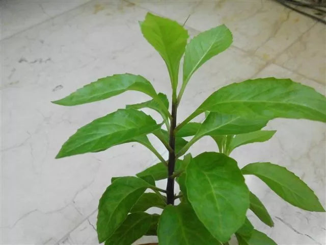 Longevity Spinach Starter Plants - 10 Pack - Gynura Procumbens - Nutritious Green Leaves - Attractive, Edible Ground Cover