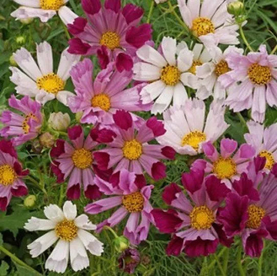 Cosmos Seeds - 30 Fresh Flower Seeds - Seashells Variety - Cosmos bipinnatus - Free USA Shipping