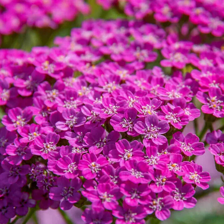 Cerise Queen Yarrow Seeds | Non-GMO | Flowering Herb Seeds | Achillea millefolium