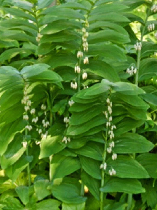 True Solomon Seal Plant - 8 Pack, Polygonatum biflorum, Perennial Ground Cover, Shade Garden, Native Wildflower