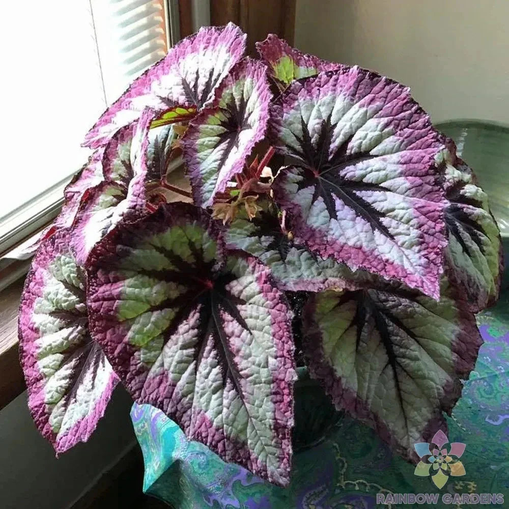 Two Tone Purple Rex Begonia Seeds - 25+ Seeds for Garden Planting - USA Grown - Free Shipping