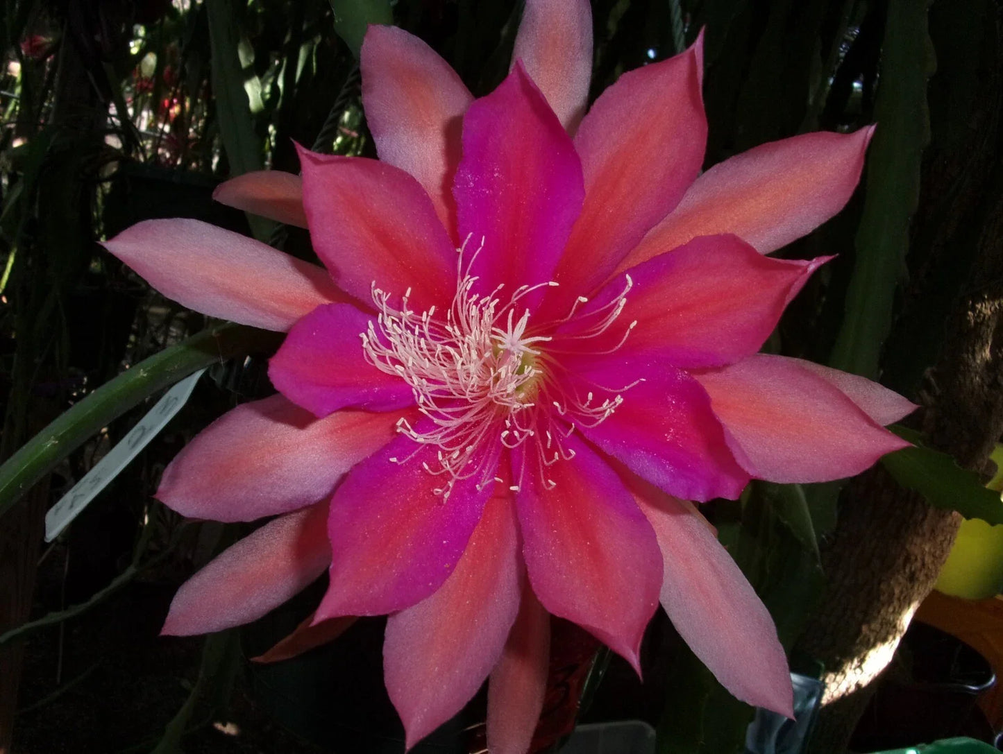 Epiphyllum Orchid Cactus Cutting - Royal Rose Variety - Epiphyllum oxypetalum