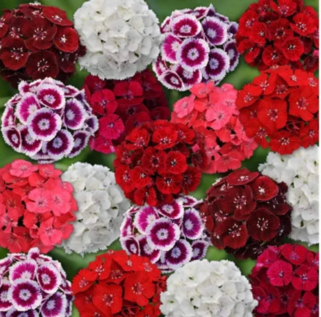 Sweet William Seeds - 200+ Mixed Color Seeds - Dianthus barbatus - Buy 2 Get 1 Free Offer