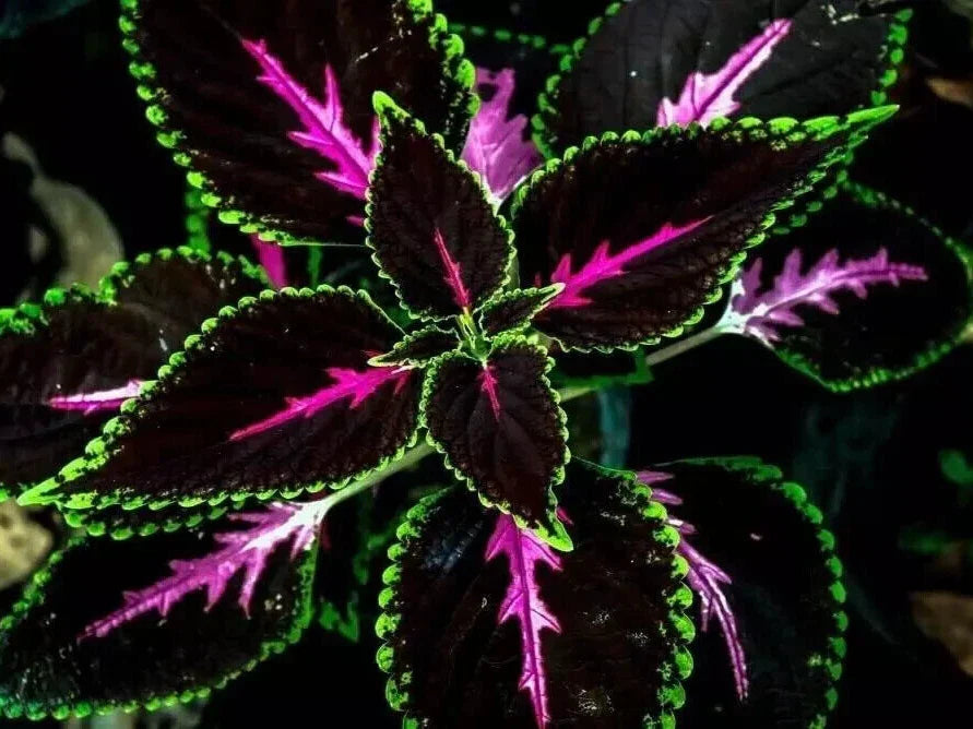 Purple Dragon Coleus Seeds - 25+ Pack for Garden Planting - Colorful Foliage - Coleus blumei