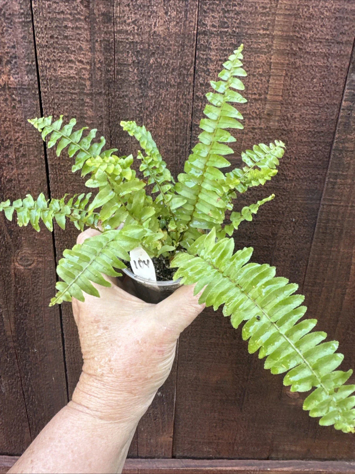 Boston Sword Fern Live Plant Bare Root - Nephrolepis exaltata - Same Plant As In Pictures, Healthy & Vibrant Green Foliage
