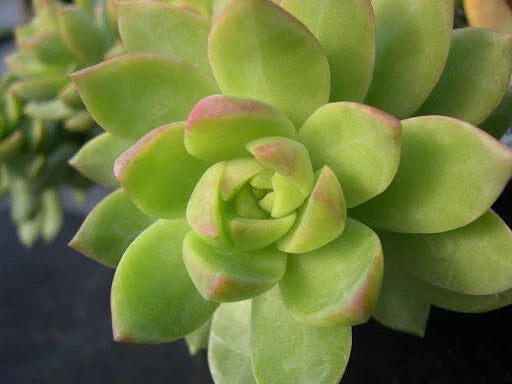 Sedum Adolphii "Lime Gold" - 3" Diameter Potted Plant - Succulent, Yellow-Green Leaves, Indoor/Outdoor Decor
